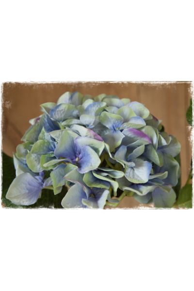 hortensia groen blauw