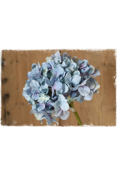 hortensia blauw