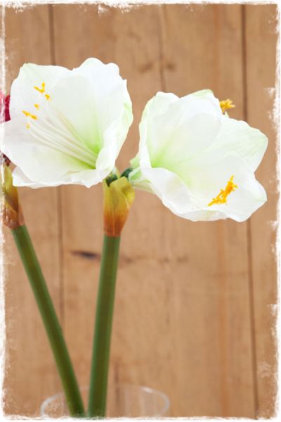 amaryllis wit zijden bloem 70cm lang