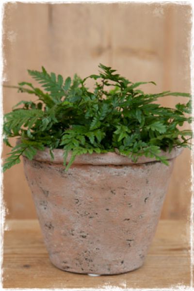 bloempotten-terracotta-plantenbak-brocante-landelijke-woonaccessoires-webwinkel-janenjuup