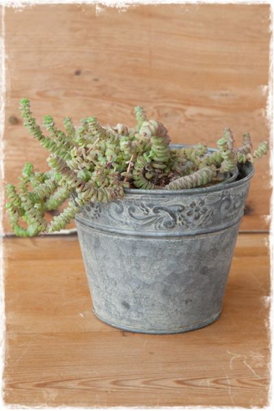 bloempotjes zink met bewerkte bloemenrand 12cm