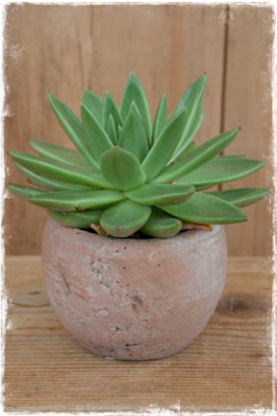 bloempotje-terracotta-plantenbak-rond-bol-brocante-landelijke-woonaccessoires-webwinkel-janenjuup