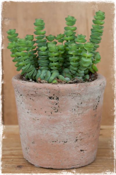 bloempotjes-terracotta-plantenbak-brocante-landelijke-woonaccessoires-webwinkel-janenjuup
