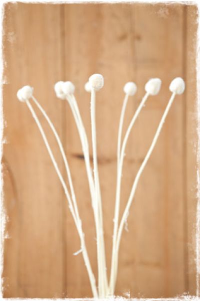 craspedia wit gebleekt 50cm