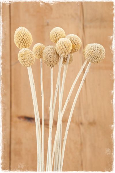 craspedia gedroogd white wash geverfd