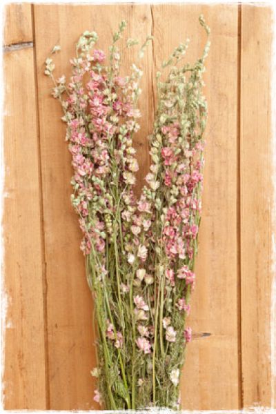 Gedroogd ridderspoor (delphinium) - roze (65 cm)