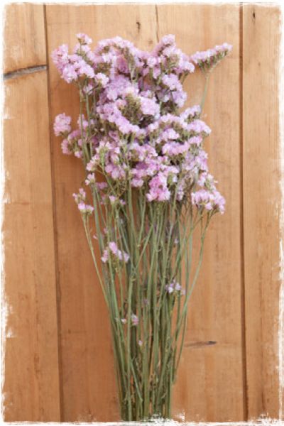 Gedroogde statice limonium (lamsoor) - roze (75cm)