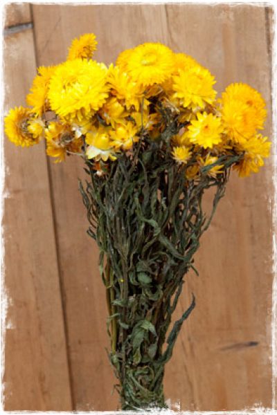 gele droogbloemen helichrysum gedroogd