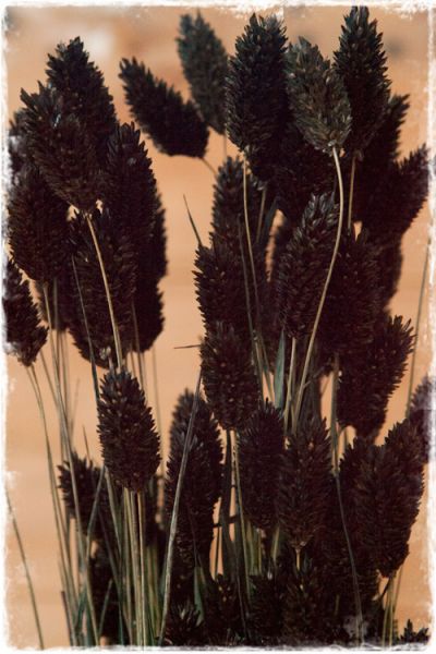 kanariegras gedroogd zwart (phalaris)