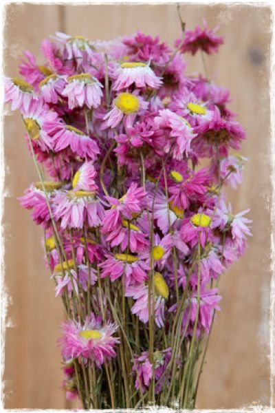 gedroogde strobloemen acroclinium roze 50cm
