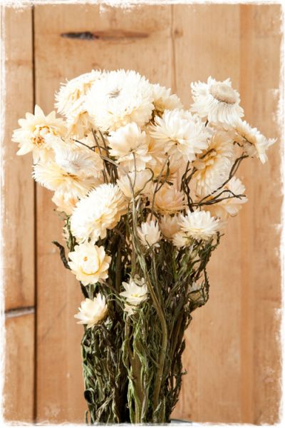 strobloemen wit gedroogde bloemen helichrysum