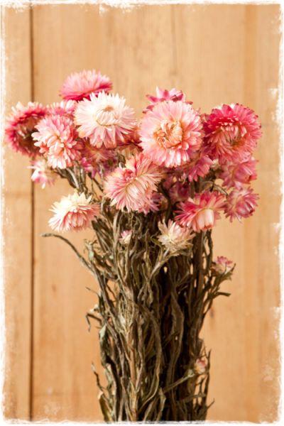 droogbloemen helichrysum roze strobloemen