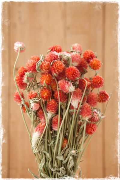 gomphrena kogelamarant droogbloemen