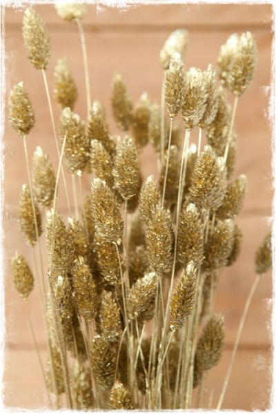 kanariegras goud geverfd gedroogd