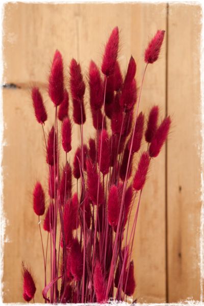 gedroogd lagurus hazenstaart cerise rood 70cm