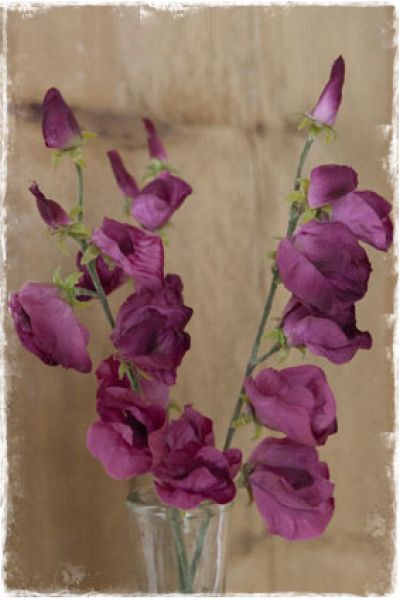 lathyrus reukerwt pronkerwt - zijden bloem nep - janenjuup