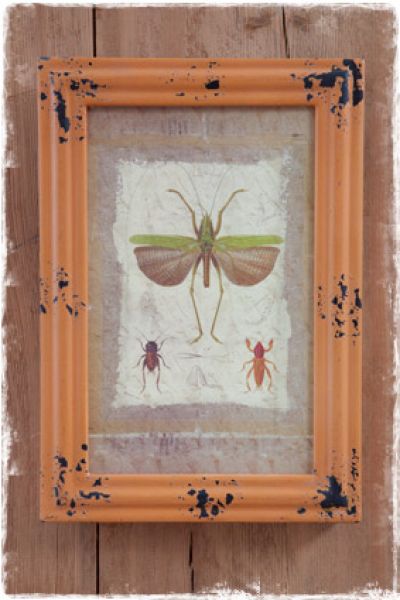 oranje-lijst-brocante-insectenafbeelding---janenjuup-landelijke-woonaccessoires-webwinkel