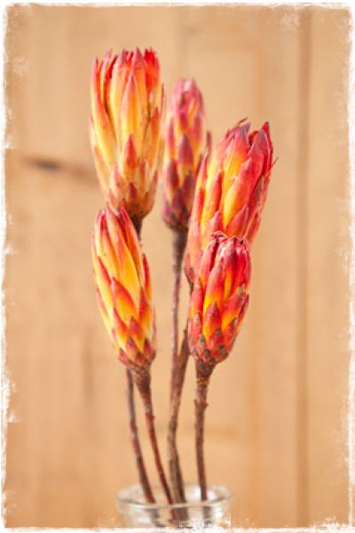 Protea compacta droogbloem rood  35-45cm