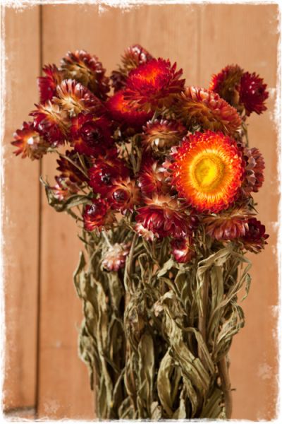 strobloemen gedroogd helichrysum roodbruin