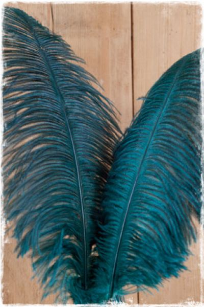 struisvogelveren blauw groen 60-65cm lang