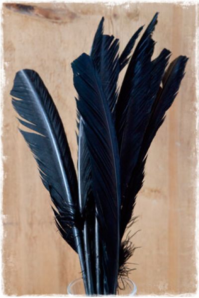 zwarte veren van ganzen 30-35cm - decoratie