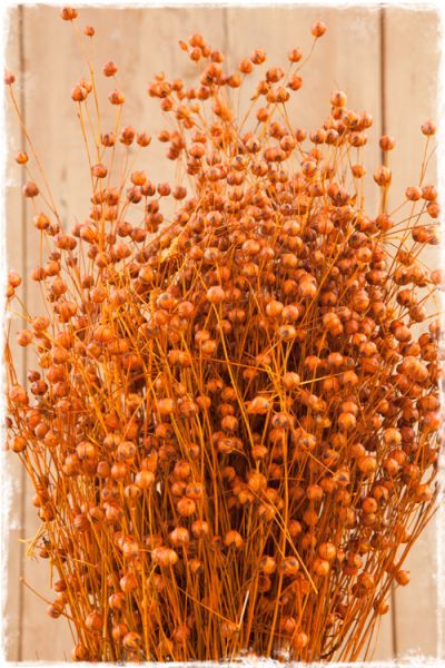 vlas alsi grass gedroogd oranje 60cm