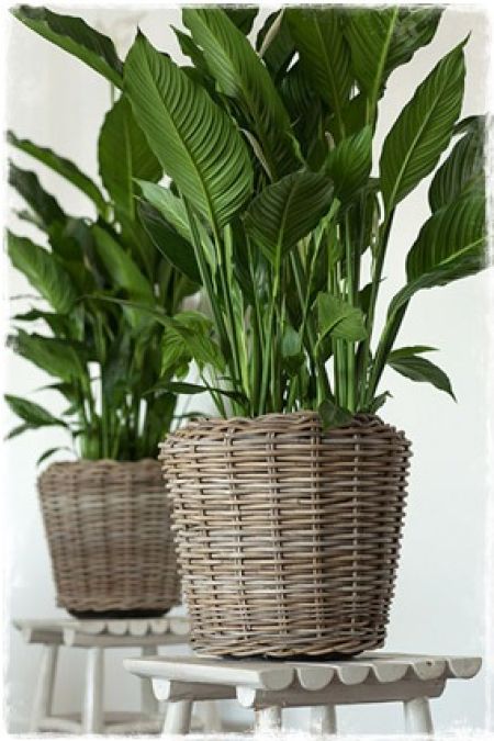 plantenbakken mandwerk (drypot)