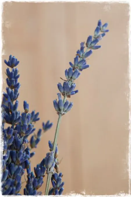 Gedroogde Bloemen Lavendel Blauw 15gr online kopen Gedroogde Bloemen Lavendel Blauw 15gr online kopen