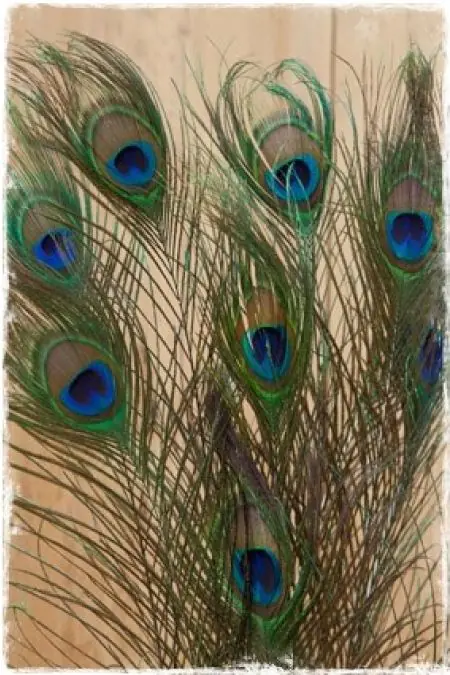 20 stuks pauwenveren, pauwenveren decoratie, 25-30 cm lang, pauwenveren om te knutselen, kan worden gebruikt voor de decoratie van bloemenvazen, sfeerbenodigdheden
