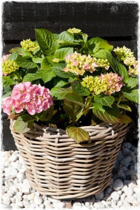 plantenbak terrasmand rotan (drypot) 32x23cm