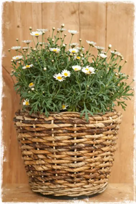 Grote potten Houten bloempotten kopen? | Lage prijs