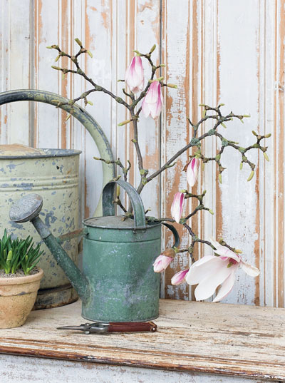 magnoliatak in gieter magnoliatak in gieter